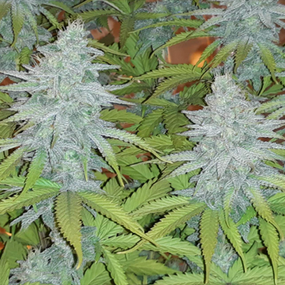 Chocolope Kush Photo Reg-2573