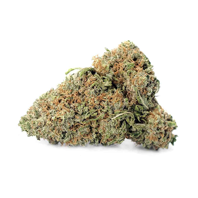 Chocolope Kush Photo Reg-2574