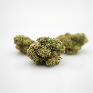 Chocolope Kush Photo Reg-2572