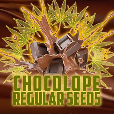 Chocolope Photo Reg-4076