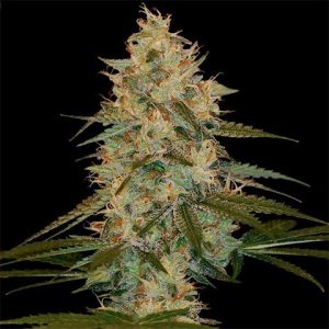 Chocolope Photo Fem-0