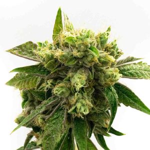 Chronic Widow Photo Fem-3635