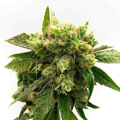 Chronic Widow Photo Fem-3635