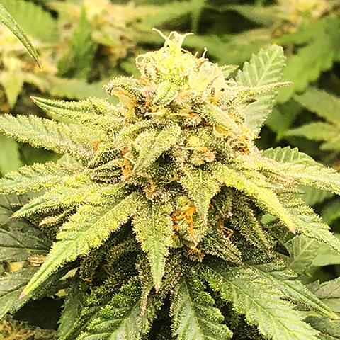 Chronic Widow Photo Fem-4159
