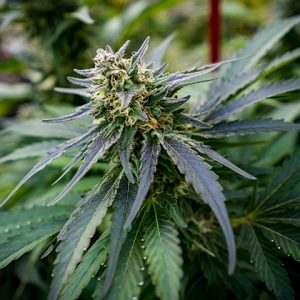 Chronic Widow Photo Fem-0