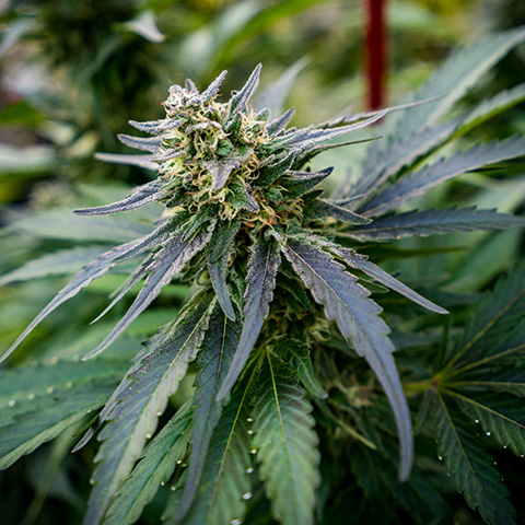 Chronic Widow Photo Fem-0