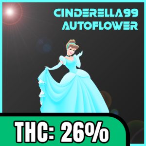 Cinderella99 Auto Fem-1516