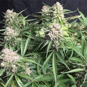 Cinderella99 Auto Fem-1513