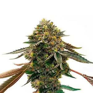 Cinderella Mist Photo Fem-0