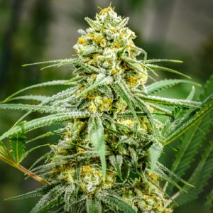 Cinderella Purple Kush Photo Fem-0