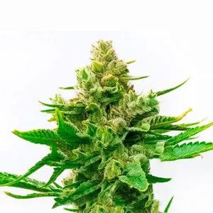 Cinderella Skunk Fast Photo Fem-0