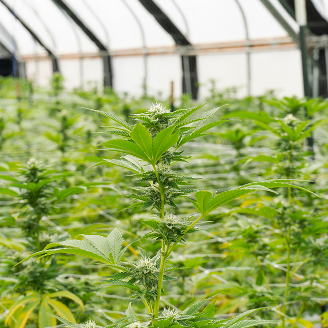 Cinderella Skunk Photo Fem-0