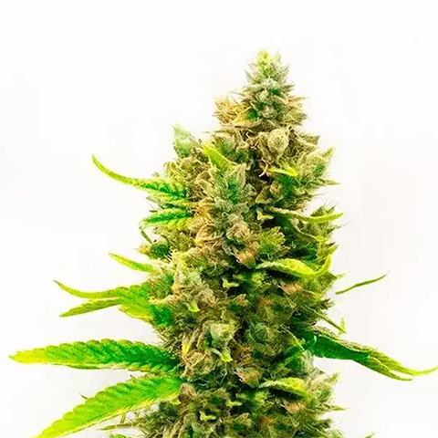 Cinderella Velvet Photo Reg-0