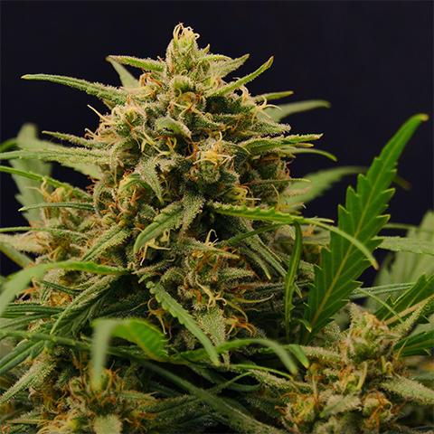 Cindy 99 Photo Reg-0