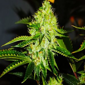 Cindy Skunk Photo Fem-0