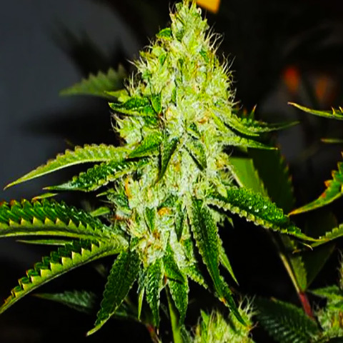 Cindy Skunk Photo Fem-0