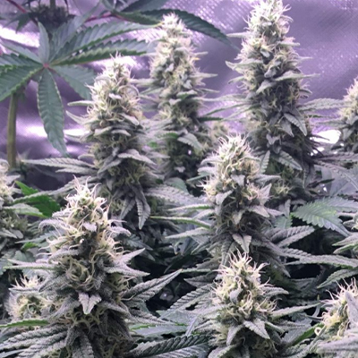 Clementine Photo Fem-3763