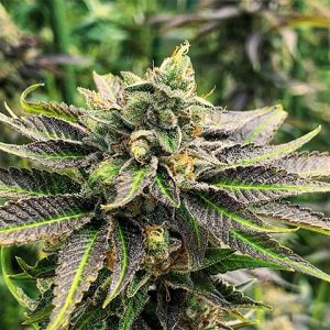 Confidential Kush Photo Fem-0