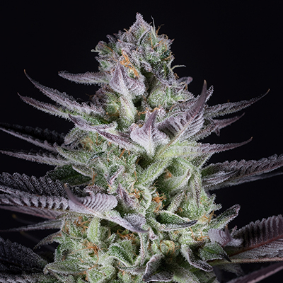 Cookies And Berries Auto Fem-0