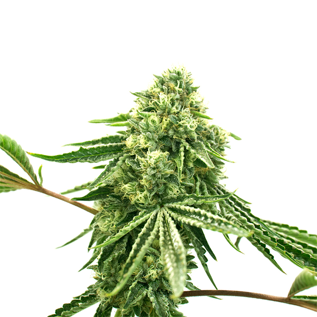 Crack Core Photo Fem-0