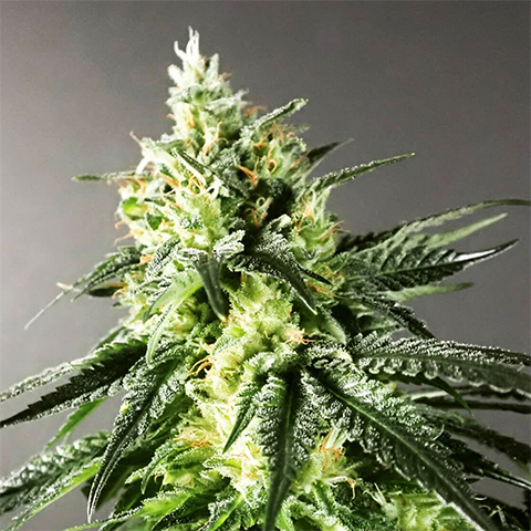 Crazy Cat Lady Photo Fem-0