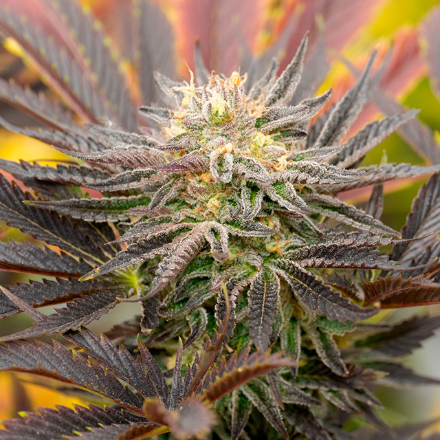 Cream Candy Auto Fem-0