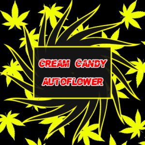 Cream Candy Auto Fem-4015