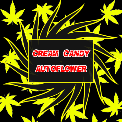 Cream Candy Auto Fem-4015