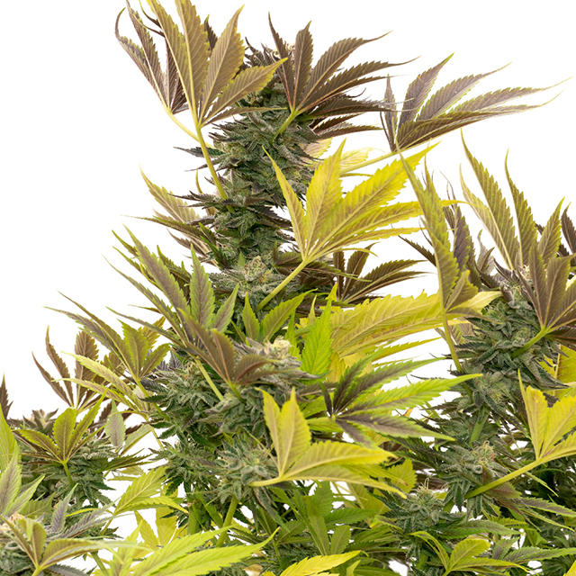 Cream Caramel Photo Fem-0