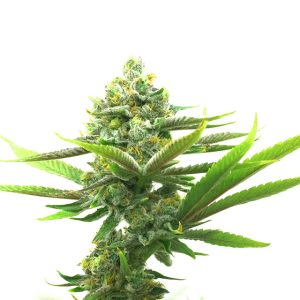 Critical 2.0 Photo Fem-0