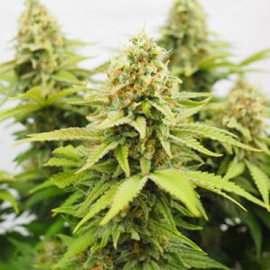Critical Auto Fem-2883