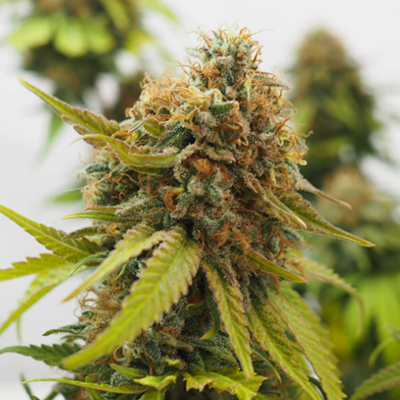 Critical Auto Fem-0