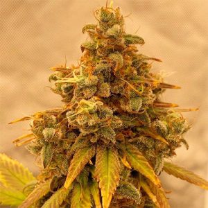 Critical Banana Photo Fem-0