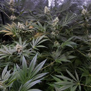 Critical Bilbo Auto Fem-0