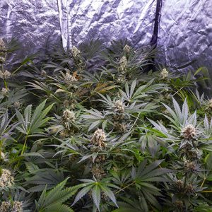 Critical Bilbo Fast Photo Fem-0