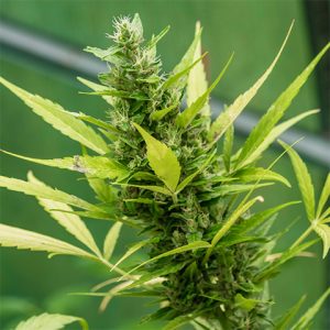 Critical Blue Photo Fem-3029