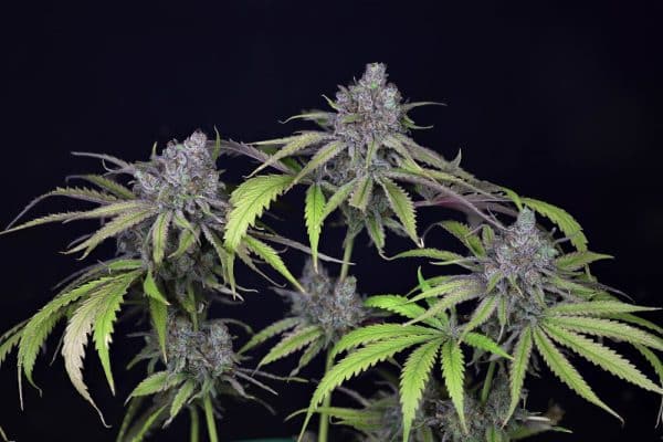 Critical Boom Photo Fem