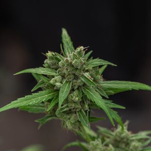 Critical Bubba Kush Photo Fem-0