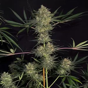 Critical Cheese Auto Fem-0
