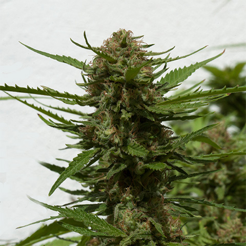 Critical Cheese Pop Photo Reg-0