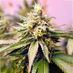 Critical Cream Caramel Auto Fem-0