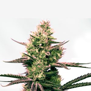 Critical Primate Glue Auto Fem-0