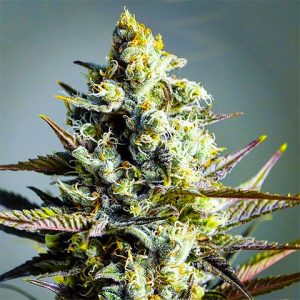 Critical Kush Photo Fem-0