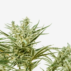 Critical Lights Auto Fem-0