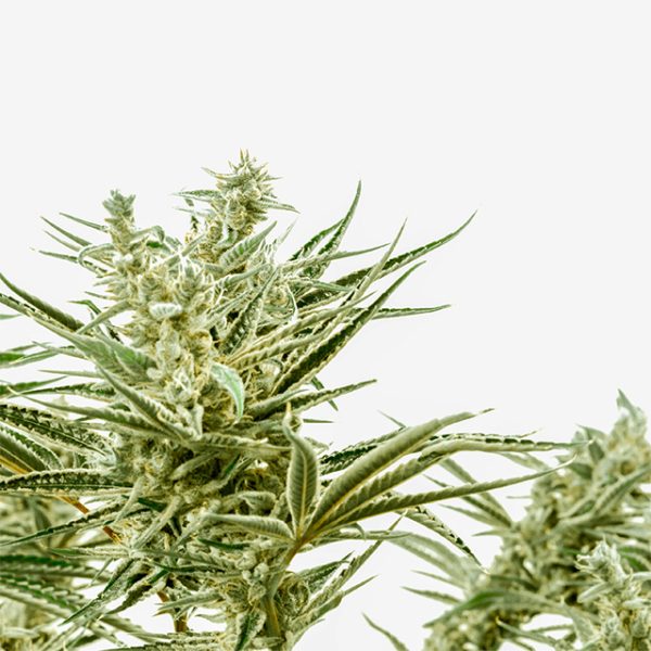 Critical Lights Auto Fem-0