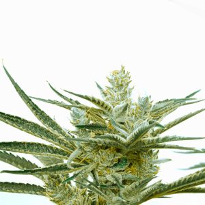 Critical Mass Auto Fem-0