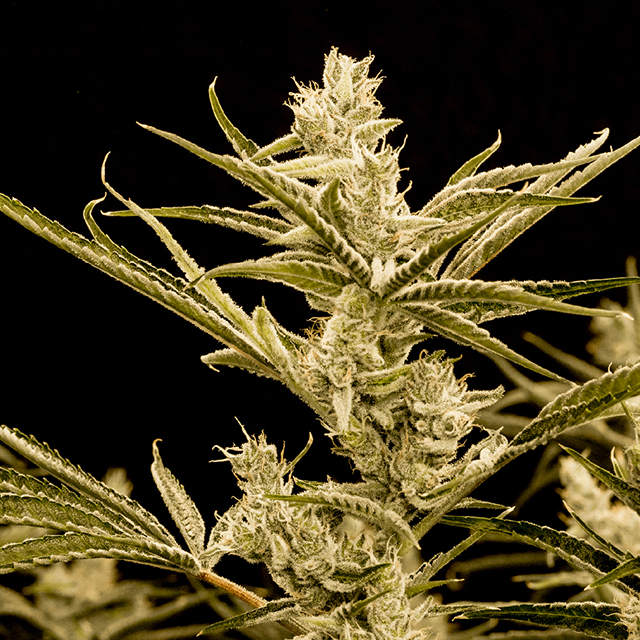 Critical Mazar Auto Fem-0