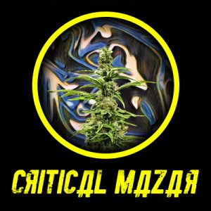 Critical Mazar Auto Fem-4288