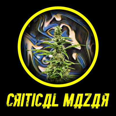 Critical Mazar Auto Fem-4288