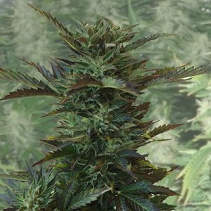 Critical No Name Auto Fem-0